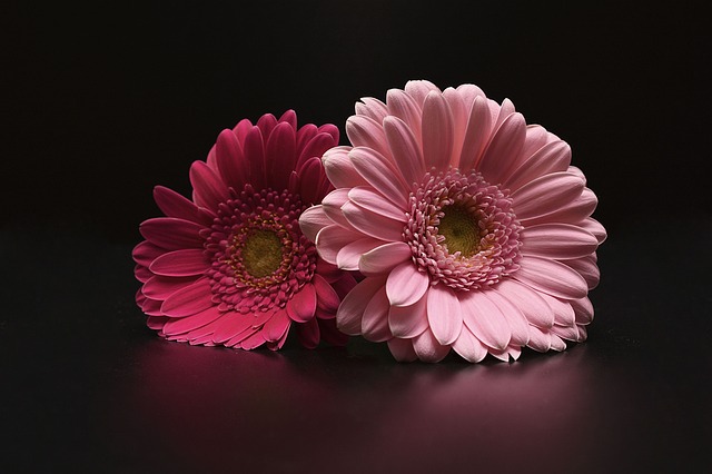 Standard Gerbera