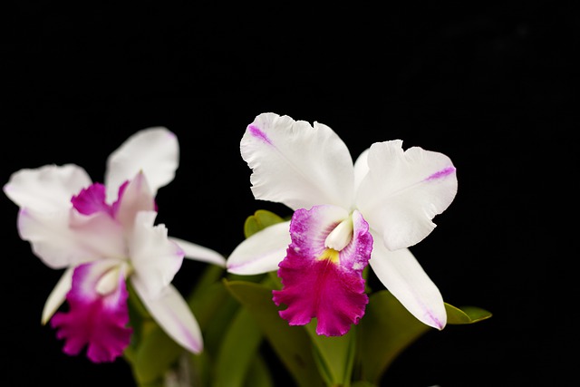 Cattleya