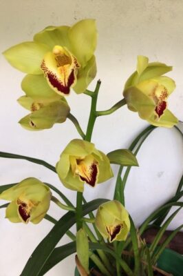 Cymbidium