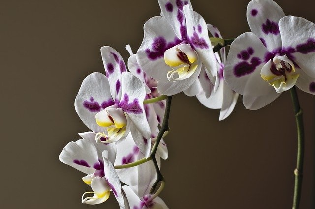 Phalaenopsis