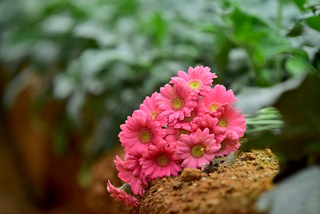 Mini Gerbera