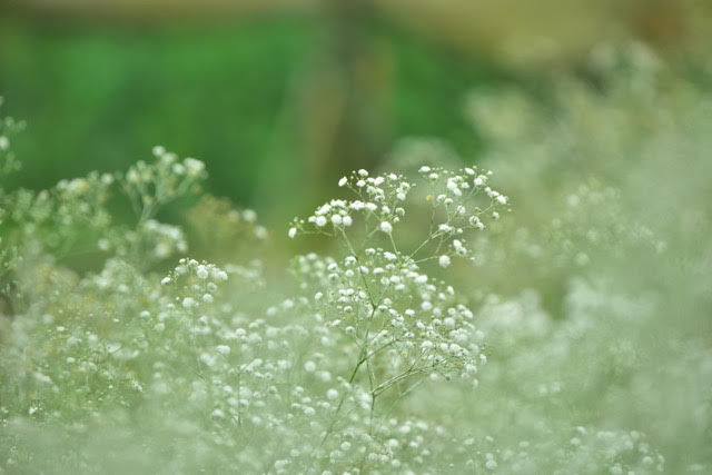 Gypsophila